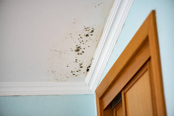 Best Basement Mold Remediation in Gates Mills, OH