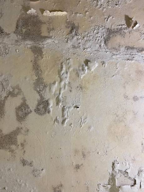 Best Post-Flood Mold Remediation in Gates Mills, OH